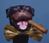 Triumph The Insult Comic Dog